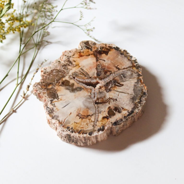 Petrified Wood Slice A