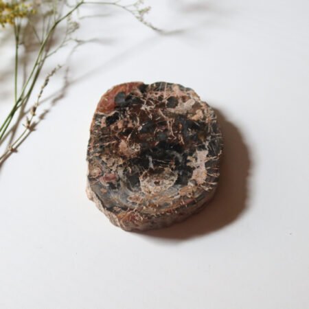 Petrified Wood Slice C