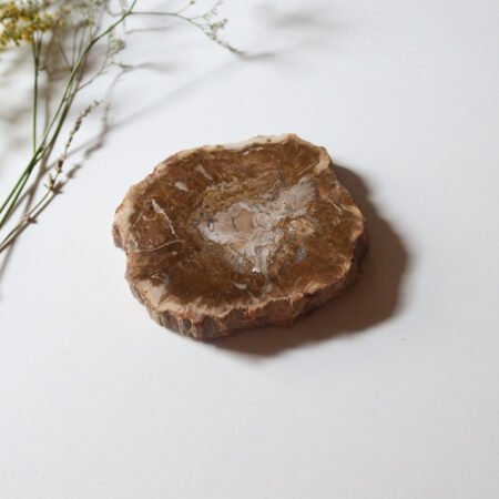 Petrified Wood Slice D
