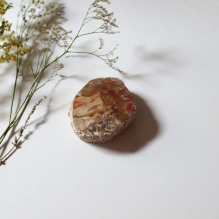Petrified Wood Slice E