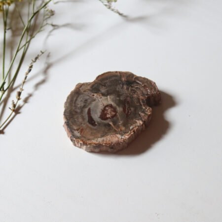 Petrified Wood Slice F