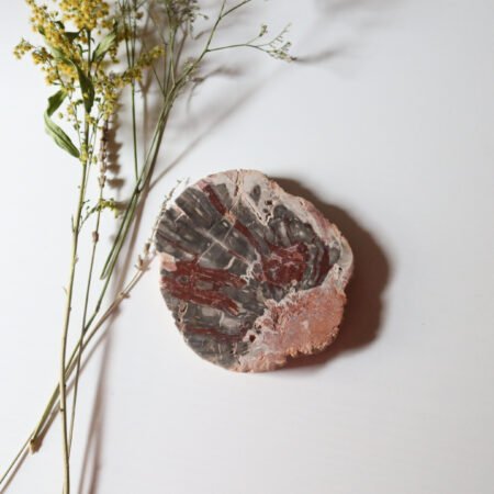 Petrified Wood Slice G