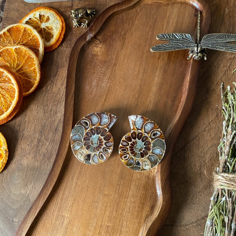 Ammonite Pair C