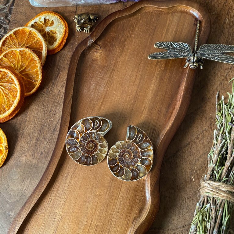 Ammonite Pair D