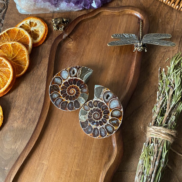 Ammonite Pair F