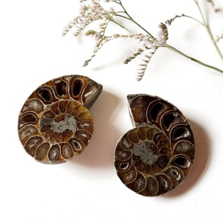 Ammonite Pair H