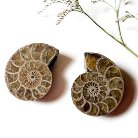 Ammonite Pair G