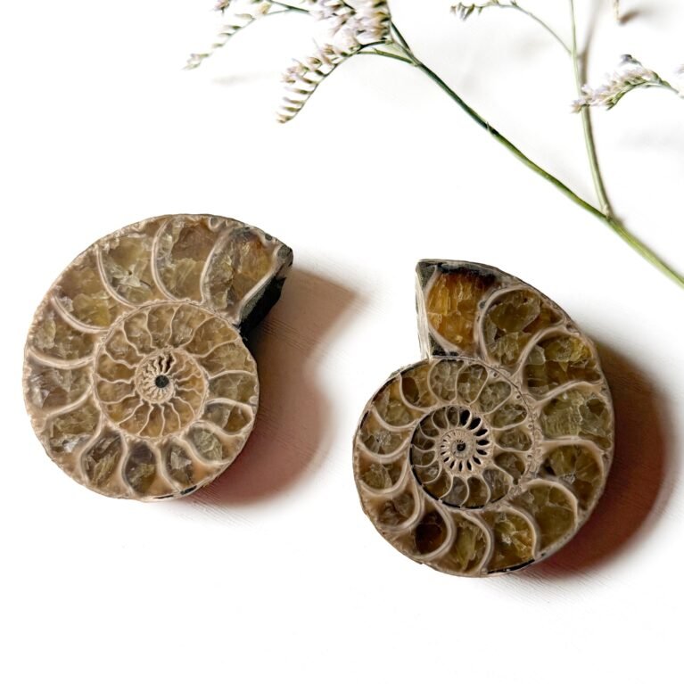 Ammonite Pair G