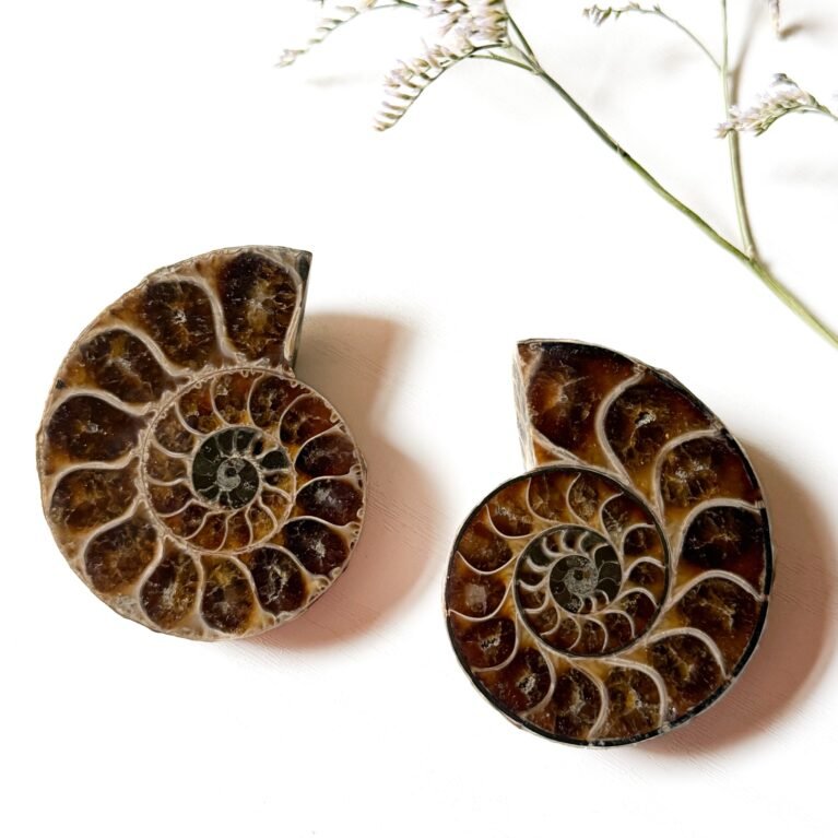 Ammonite Pair I